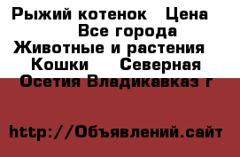 Рыжий котенок › Цена ­ 1 - Все города Животные и растения » Кошки   . Северная Осетия,Владикавказ г.